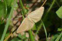 Minoa murinata