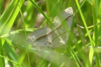Scotopteryx luridata/mucronata