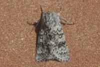 Acronicta euphorbiae