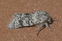 Acronicta euphorbiae