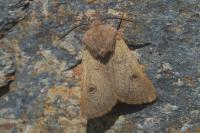 Agrotis turatii