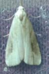 Schrankia costaestrigalis