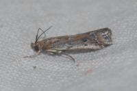 Pempeliella ardosiella venturiella