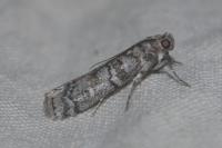 Dioryctria mendacella