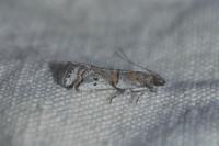 Acrobasis centunculella