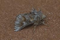 Amephana aurita