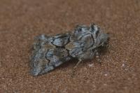 Cleonymia yvanii