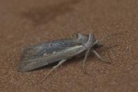 Epimecia ustula