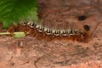 Lasiocampa quercus quercus