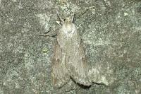 Pachycnemia hippocastanaria hippocastanaria