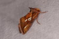 Plusia festucae