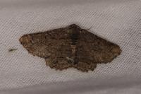 Menophra japygiaria