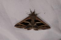 Grammodes bifasciata