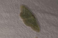 Phaiogramma etruscaria