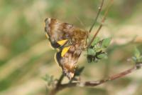 Panemeria tenebrata