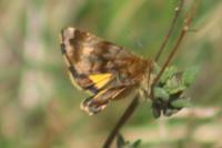 Panemeria tenebrata