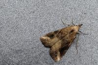 Schrankia costaestrigalis