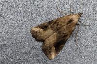Schrankia costaestrigalis
