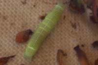 Orthosia cerasi