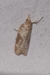 Nycteola siculana/revayana