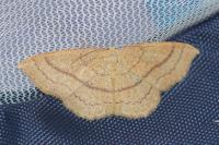 Cyclophora linearia