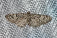 Eupithecia dodoneata