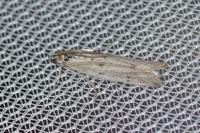 Phycitodes