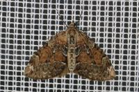 Thera obeliscata obeliscata