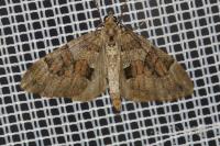 Thera obeliscata obeliscata