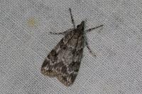 Scoparia ambigualis/basistrigalis