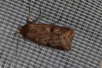 Diarsia rubi