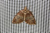 Hydriomena ruberata