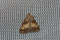 Evergestis politalis/dumerlei/marocana/marionalis