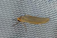 Indalia pygmaeola pallifrons