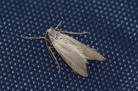 Acentria ephemerella