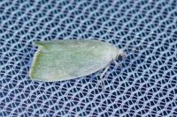 Earias vernana