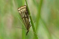 Chrysocramboides craterellus