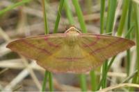 Rhodostrophia calabra