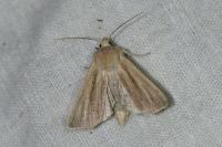 Mythimna straminea