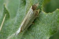 Crambus lathoniellus