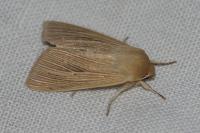 Mythimna impura