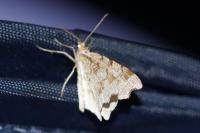 Macaria notata