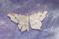 Macaria notata