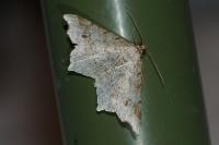 Macaria notata