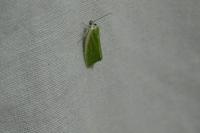 Earias clorana