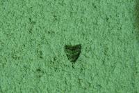 Nola cicatricalis