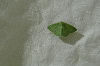Chlorissa cloraria