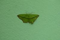 Timandra comae