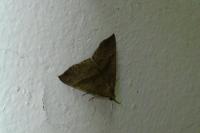 Hypena proboscidalis