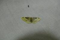 Idaea filicata